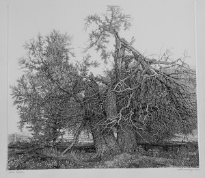Картина Два дерева 1999 / офорт / Никиреев Станислав