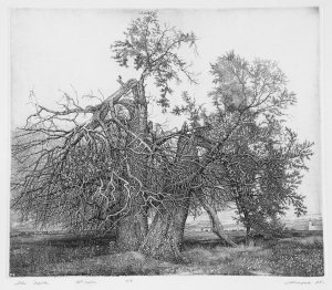Картина Два дерева 1995 / офорт / Никиреев Станислав